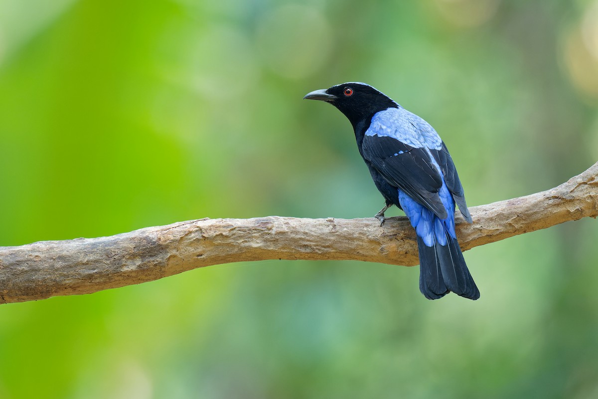 Asian Fairy-bluebird - Vincent Wang