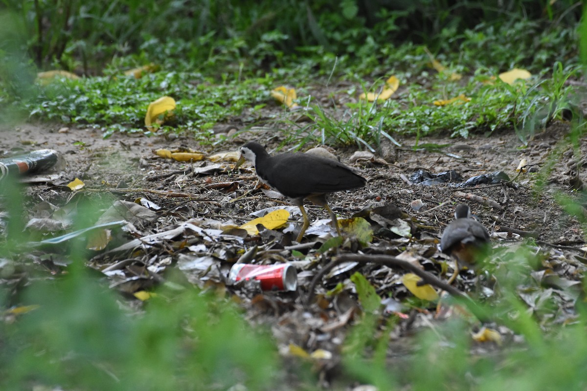 White-breasted Waterhen - Sanjiv Khanna