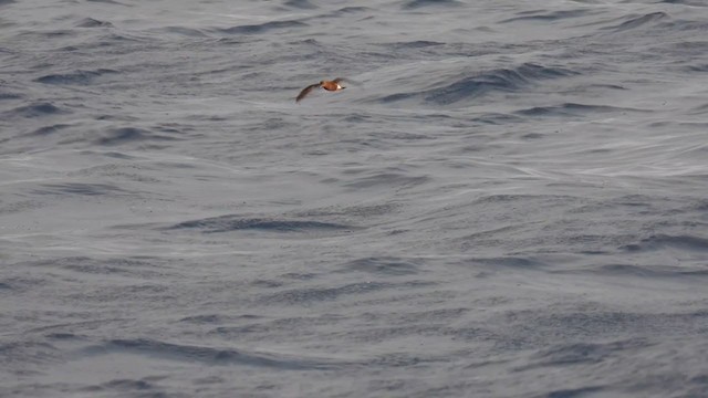 Band-rumped Storm-Petrel (Madeiran) - ML358205571