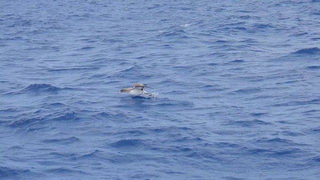 Cory's Shearwater - ML358206981