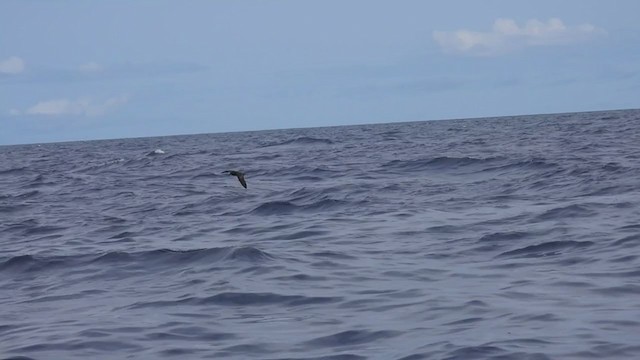 Bulwer's Petrel - ML358207771