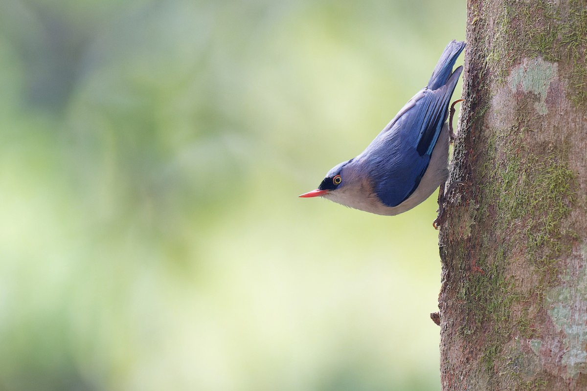 Velvet-fronted Nuthatch - ML358209191