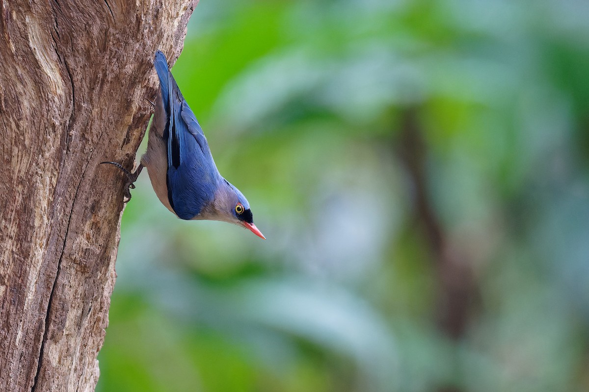 Velvet-fronted Nuthatch - ML358209211