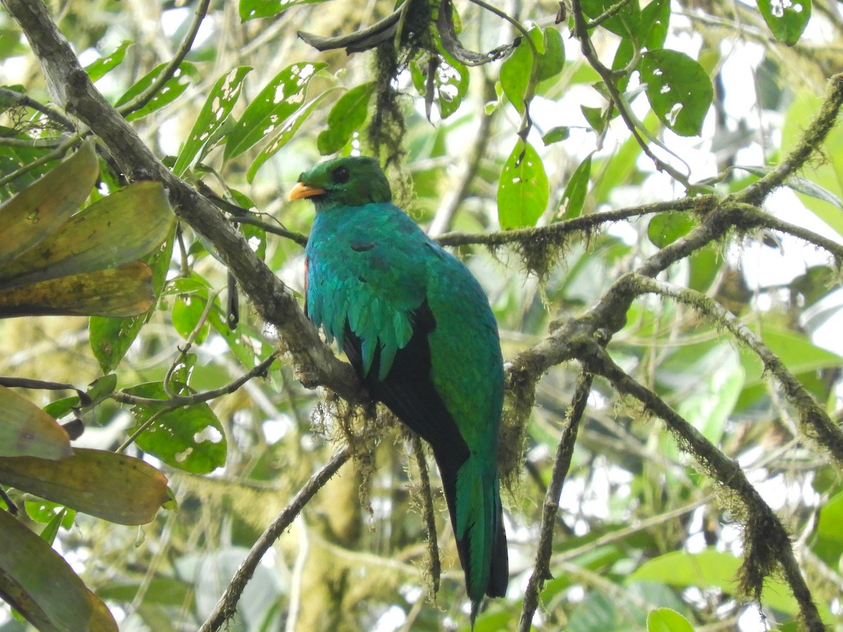 Quetzal Cabecidorado - ML358209301