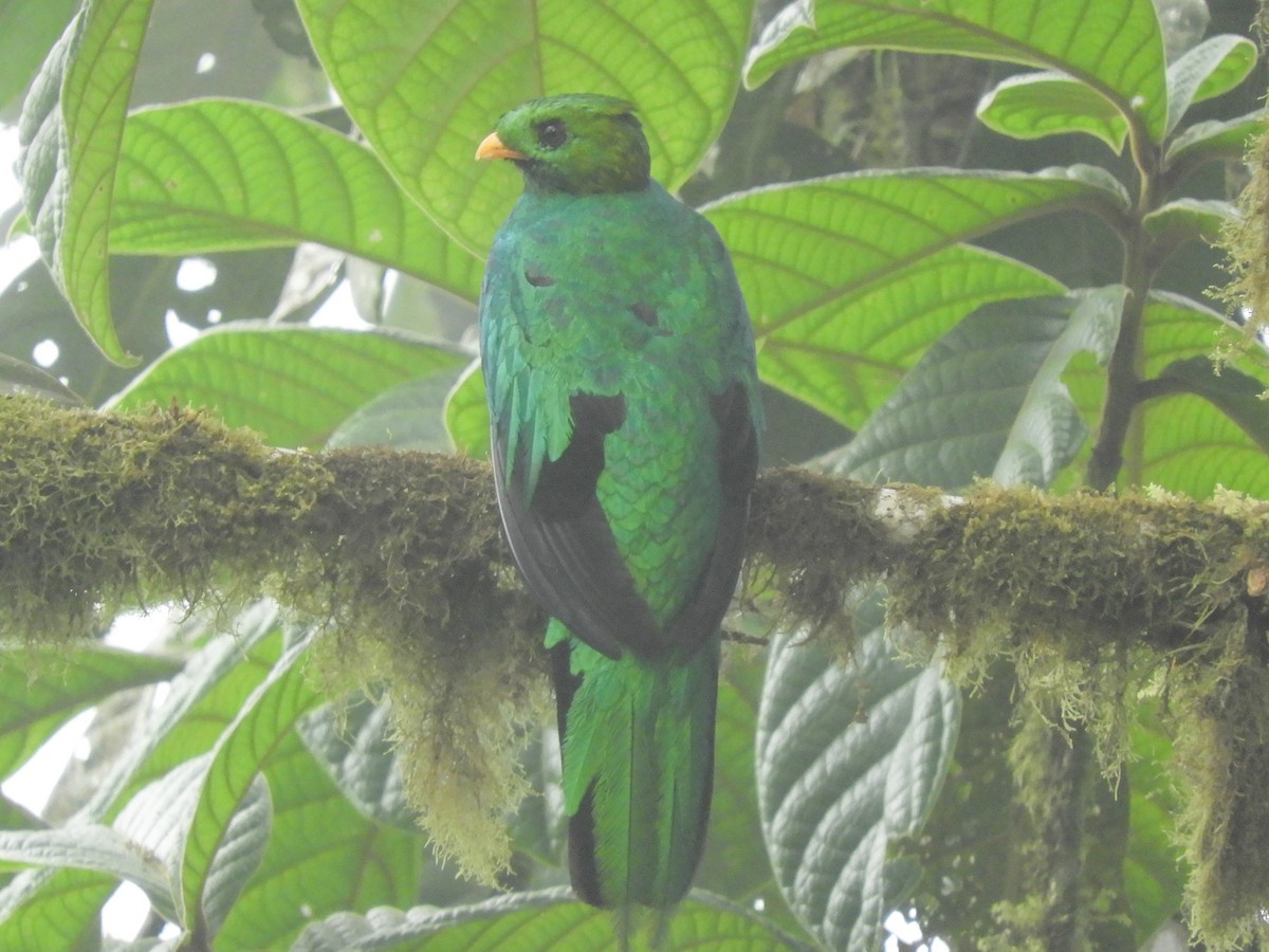 Quetzal Cabecidorado - ML358209311