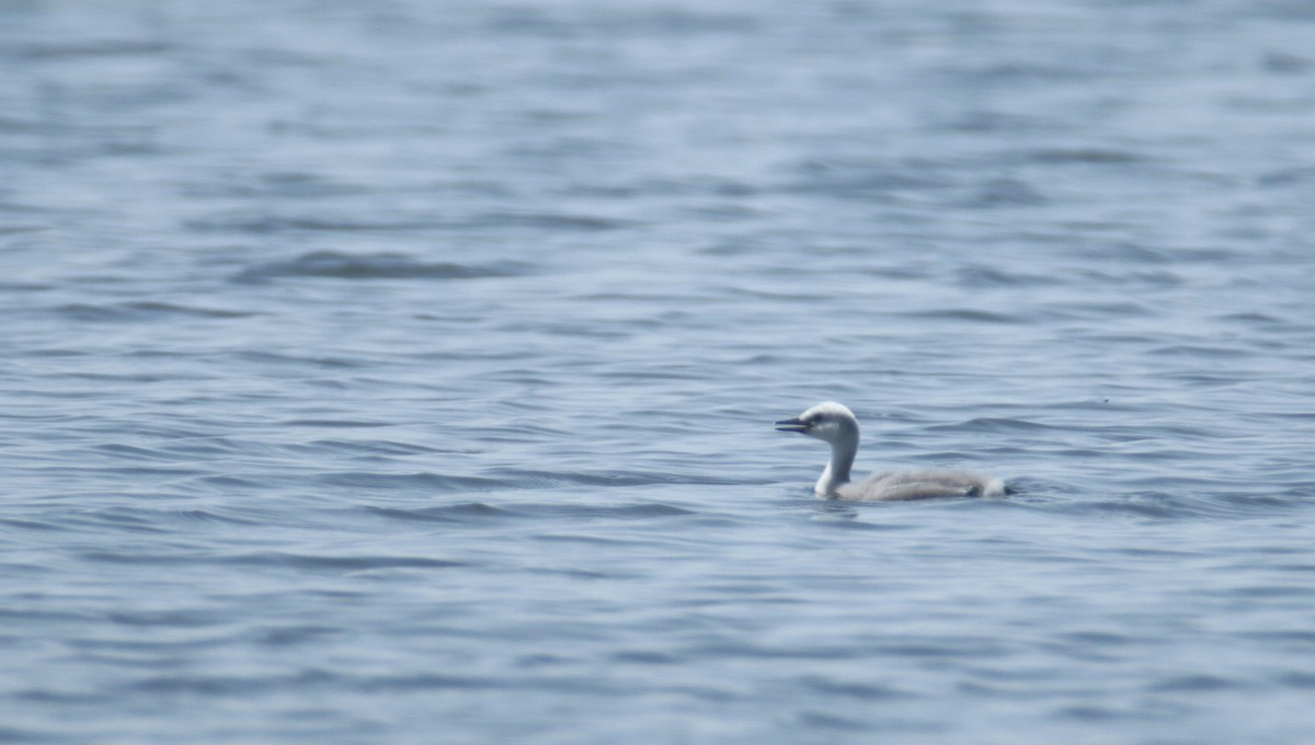 Western Grebe - Bill Hubick