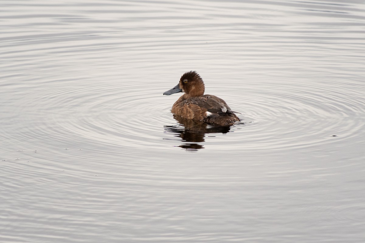 Greater Scaup - ML358210901