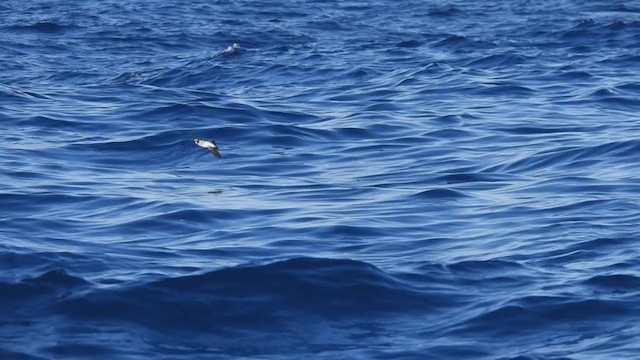 White-faced Storm-Petrel - ML358210991