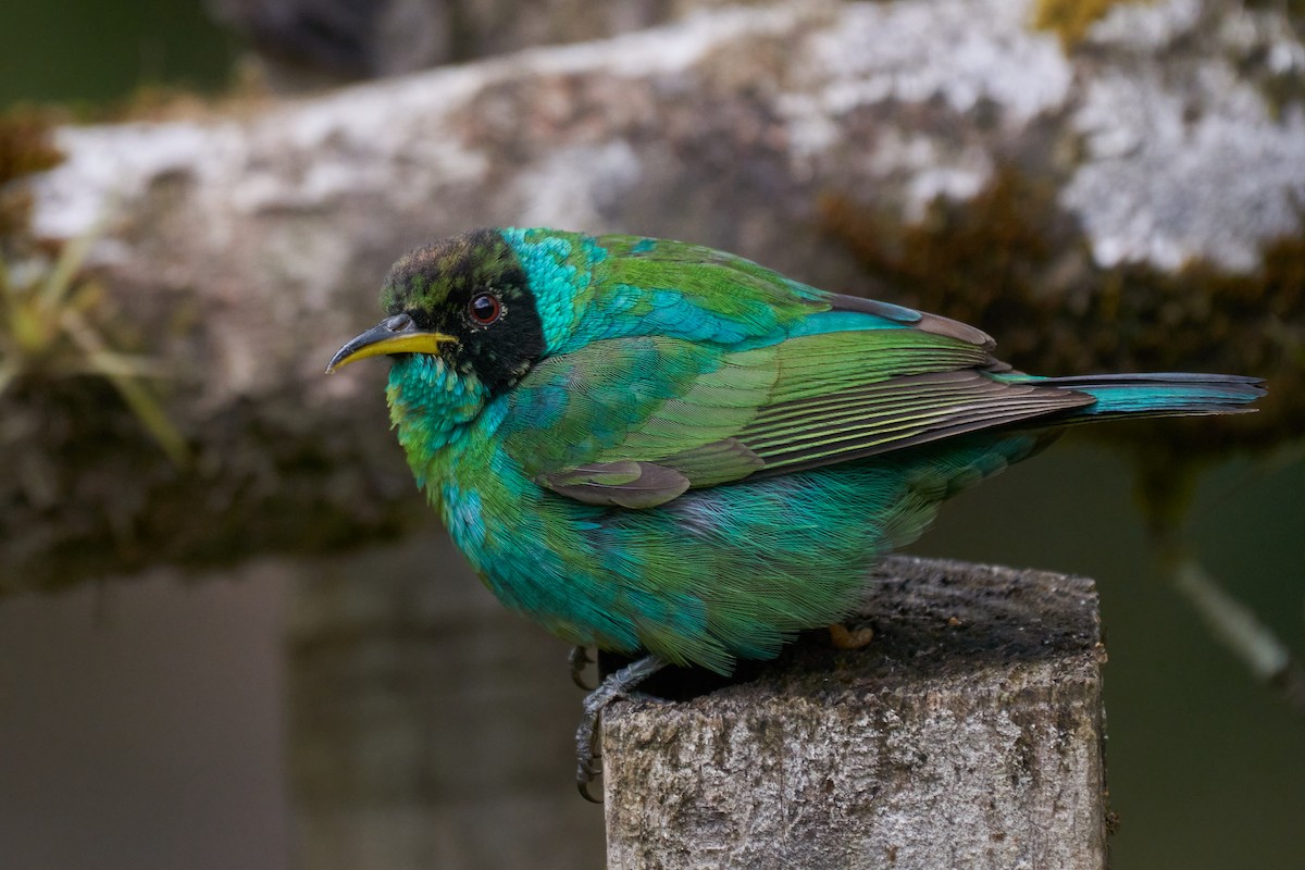 Green Honeycreeper - ML358212011