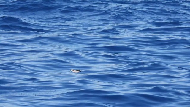 White-faced Storm-Petrel - ML358212471