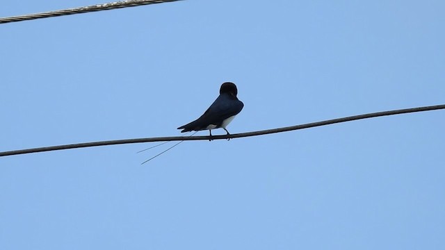 Golondrina Colilarga - ML358212901