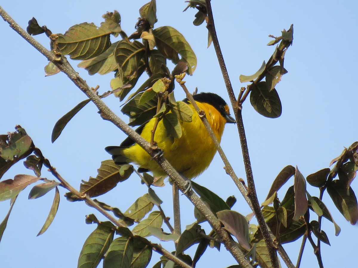 Violaceous Euphonia - ML358213381