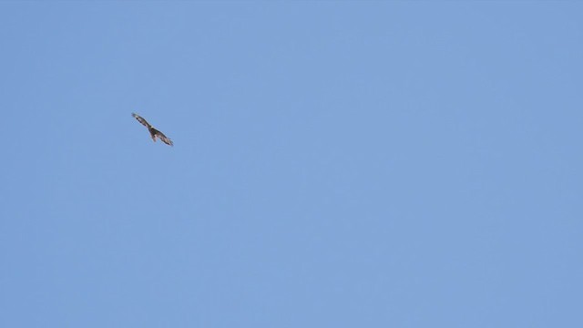 Common Buzzard (Western) - ML358214131