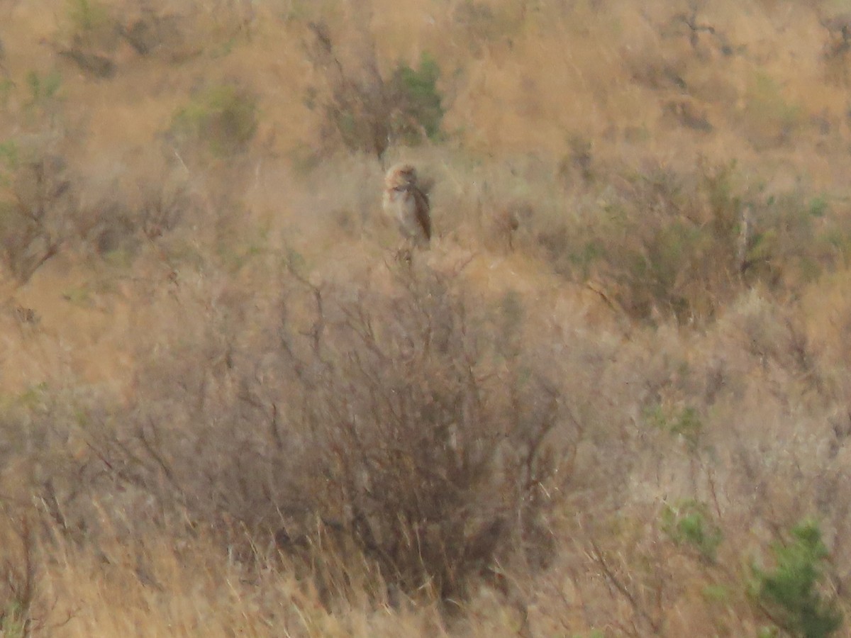 Burrowing Owl - Mike Lesnik