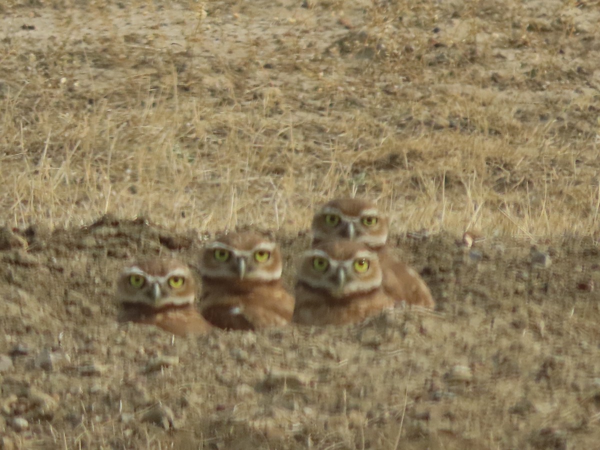 Burrowing Owl - Mike Lesnik