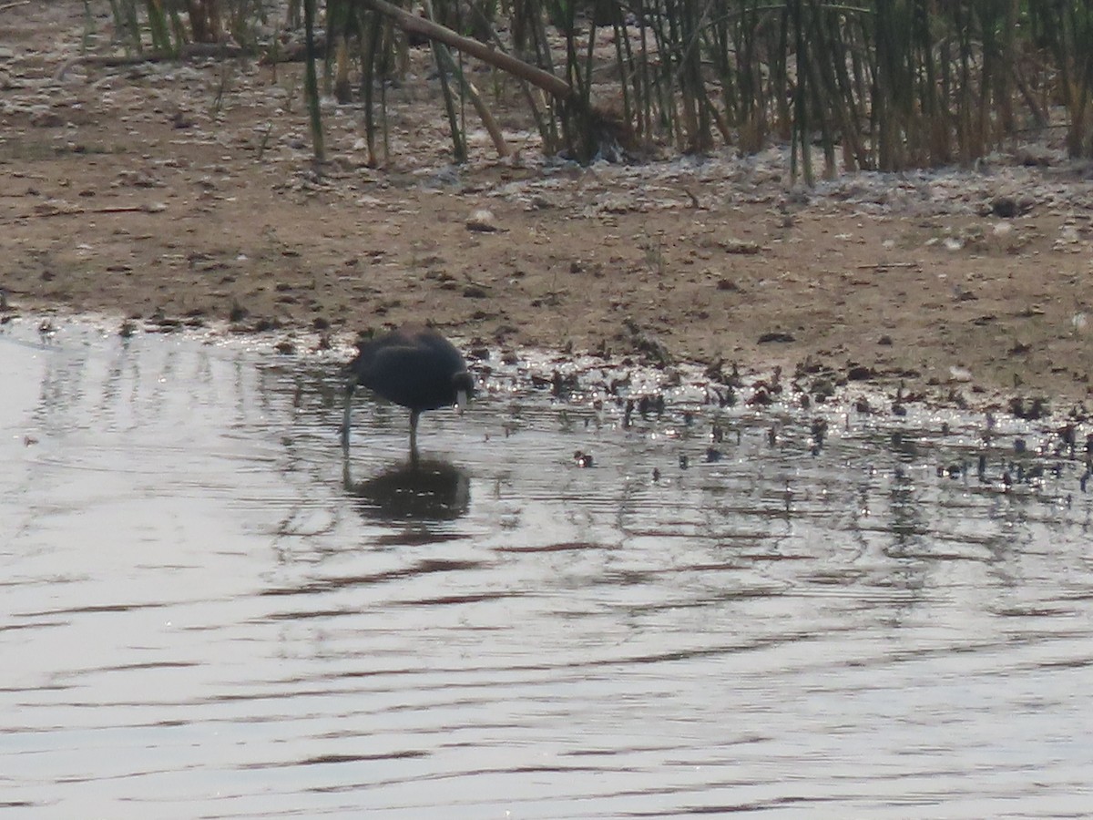 American Coot - ML358214941