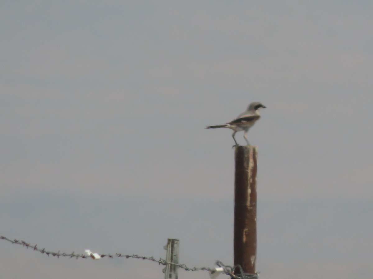 Loggerhead Shrike - ML358215181