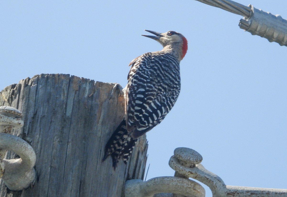 West Indian Woodpecker - ML358216861