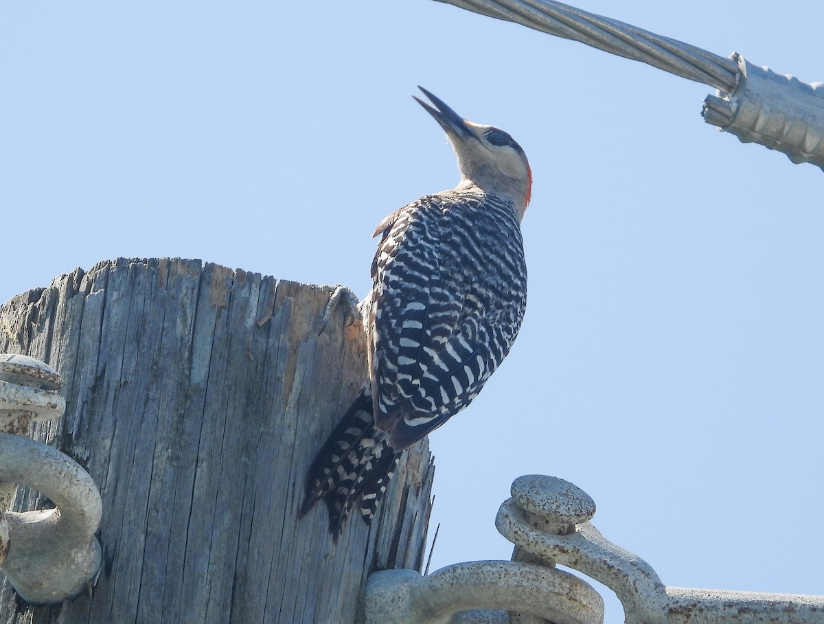 West Indian Woodpecker - ML358216881