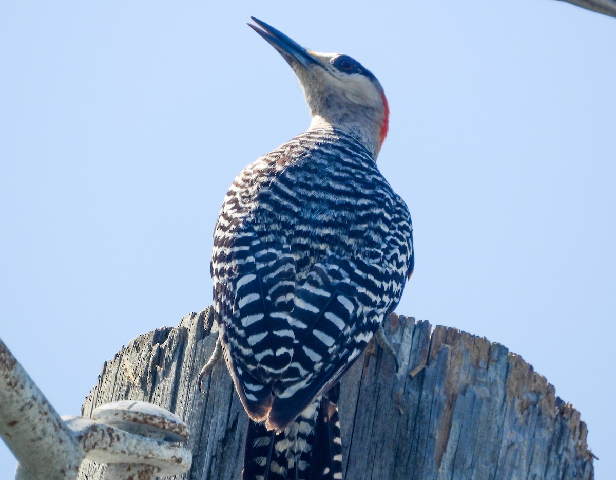 West Indian Woodpecker - ML358216901