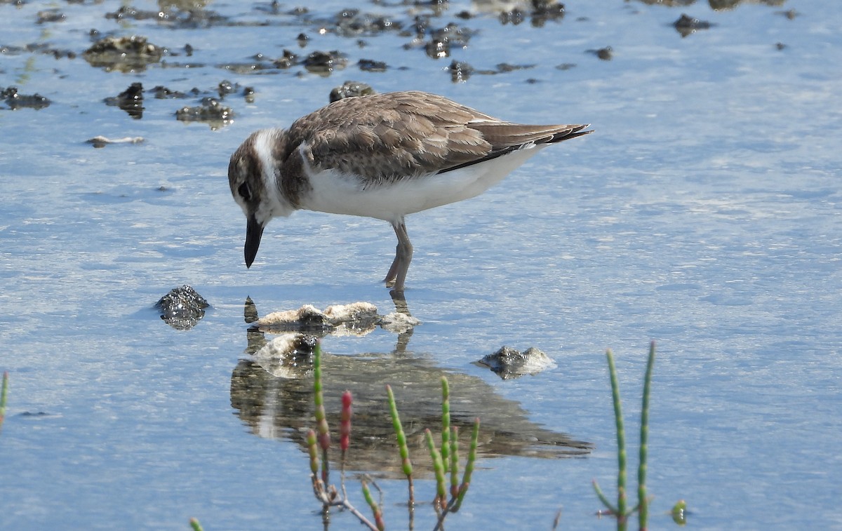 Wilson's Plover - ML358217171