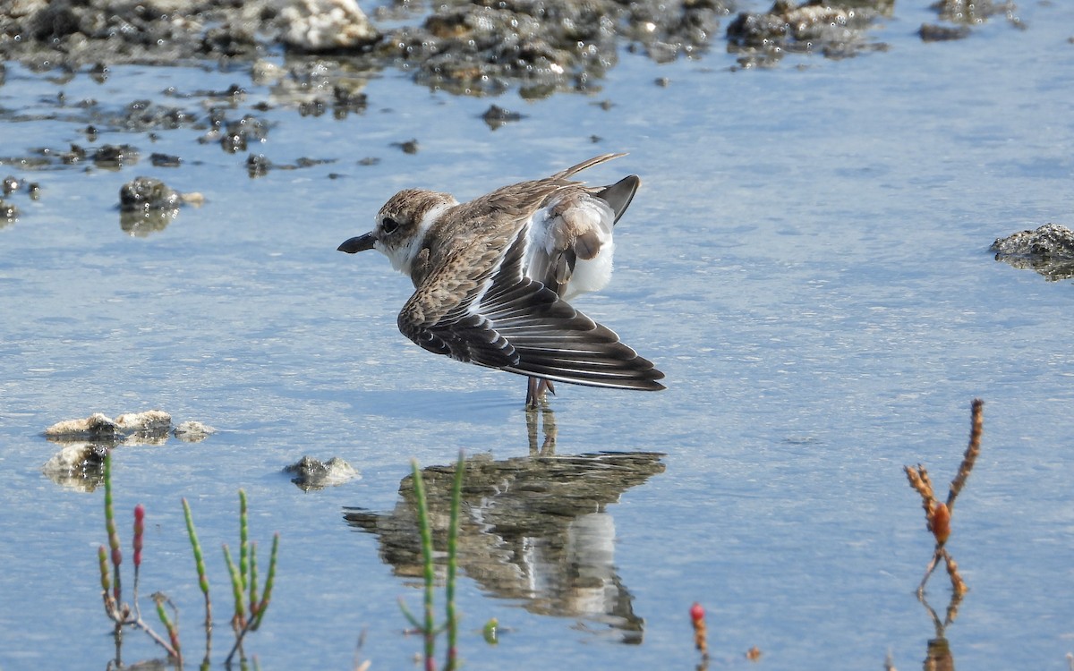 Wilson's Plover - ML358217201