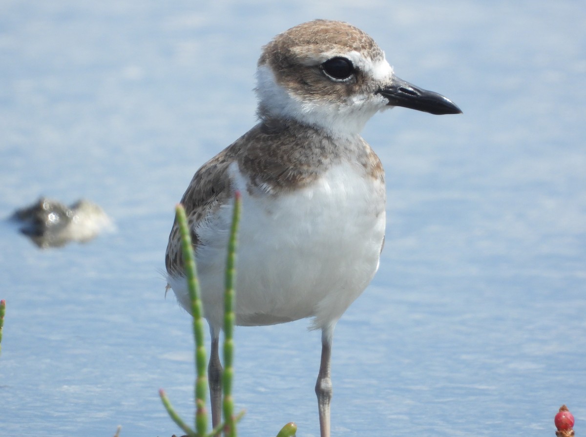 Wilson's Plover - ML358217221