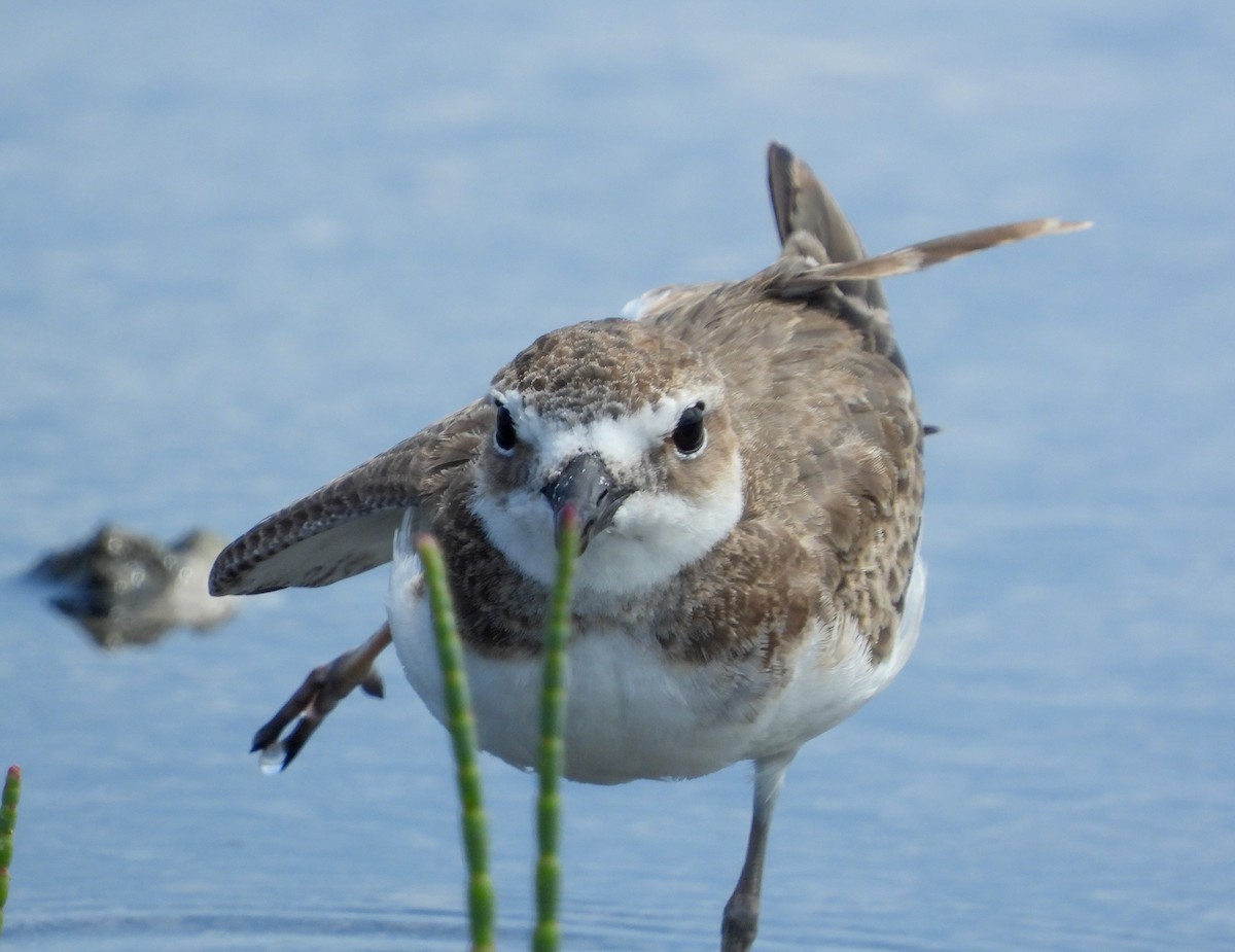 Wilson's Plover - ML358217281
