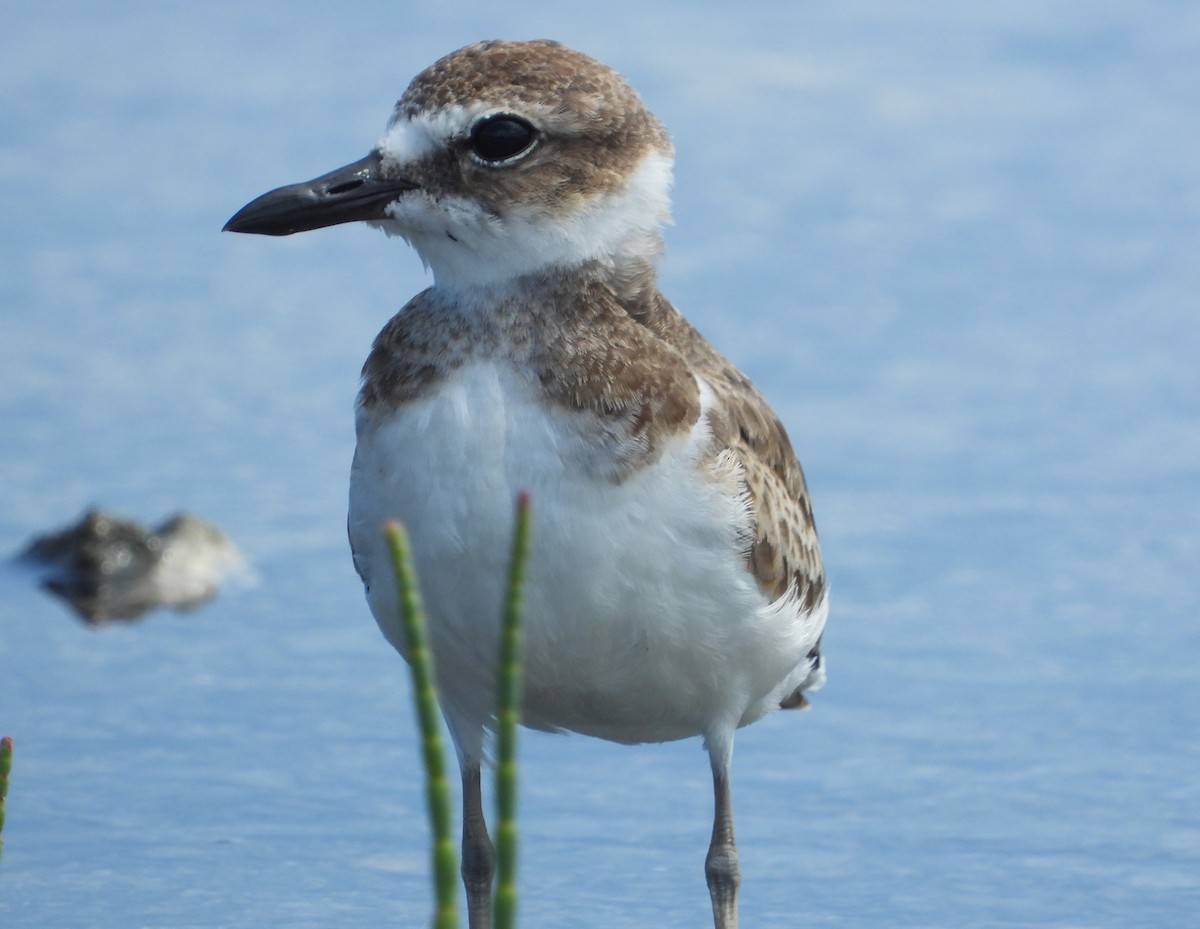 Wilson's Plover - ML358217301