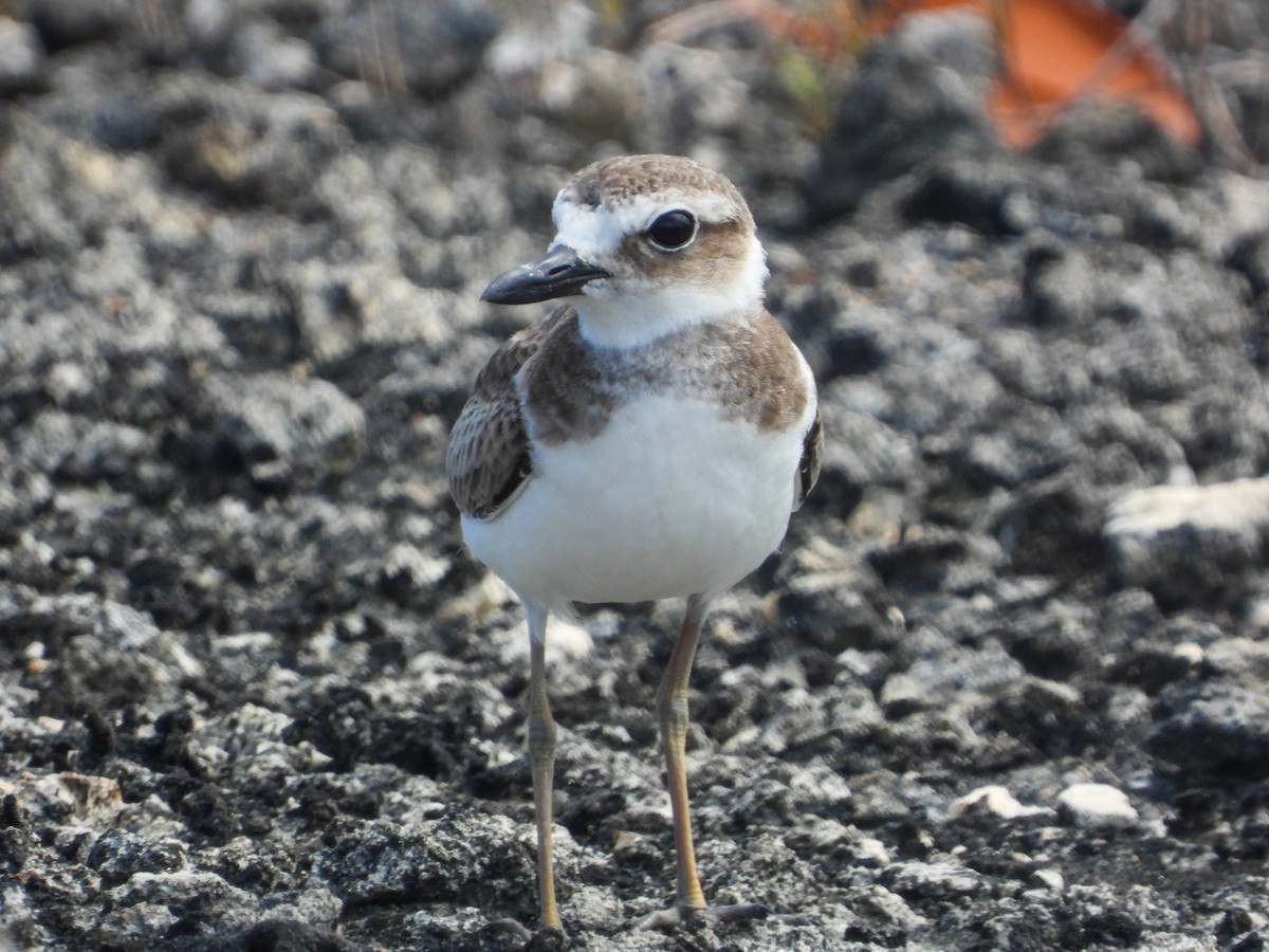 Wilson's Plover - ML358217311