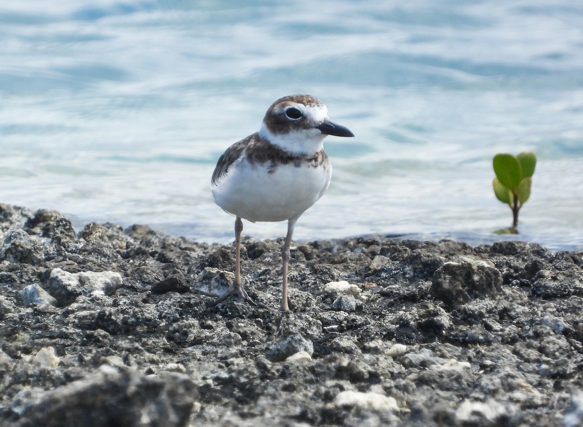 Wilson's Plover - ML358217371