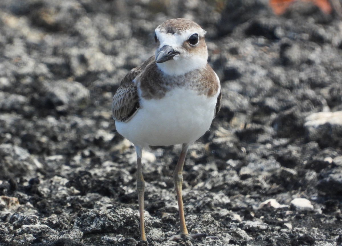 Wilson's Plover - ML358217381