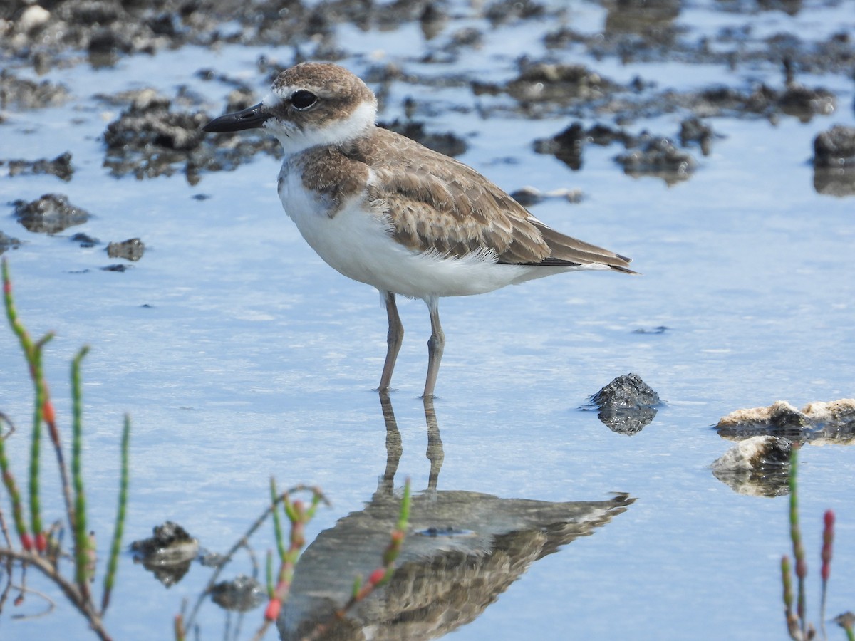 Wilson's Plover - ML358217391