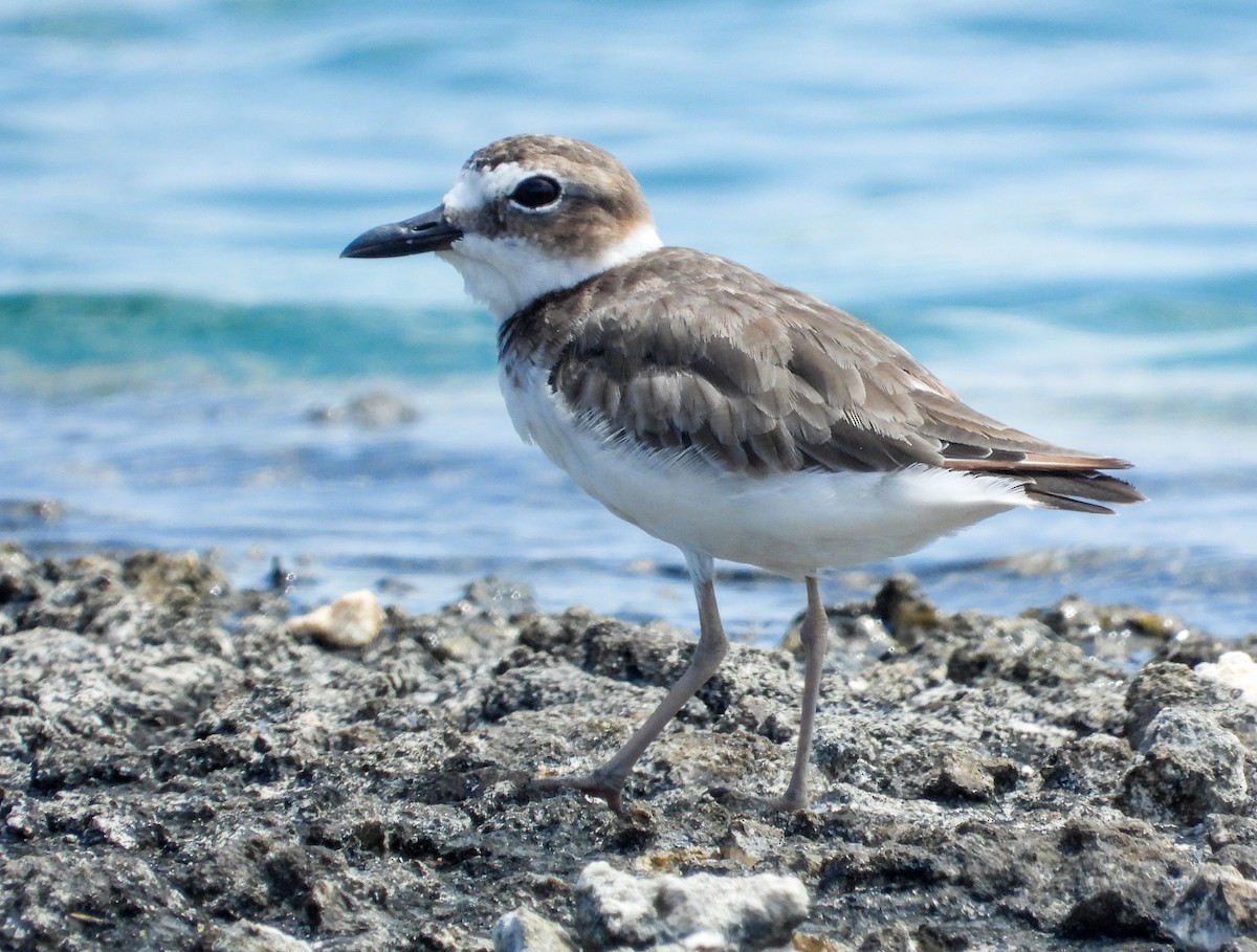 Wilson's Plover - ML358217601