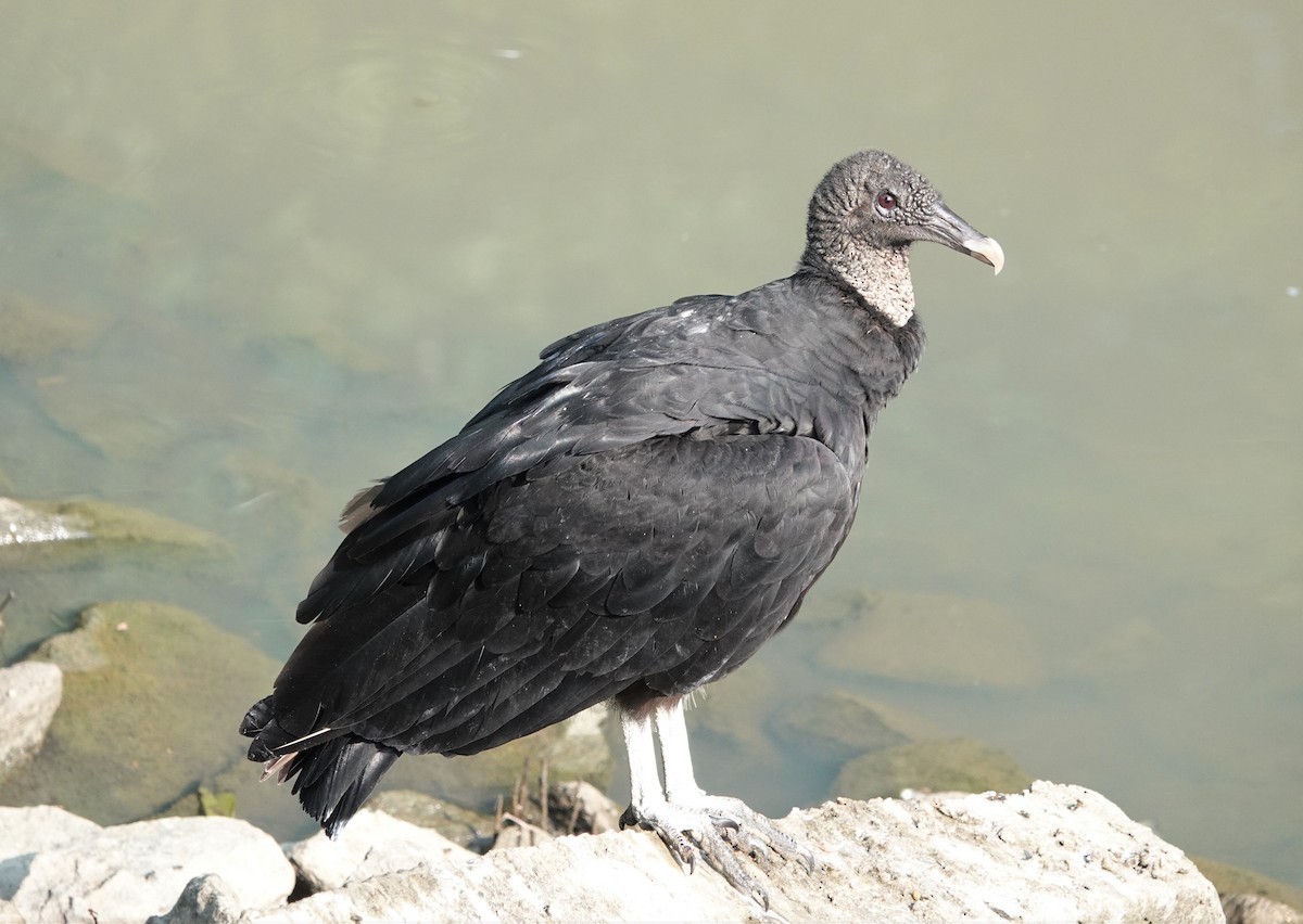 Black Vulture - ML358217861