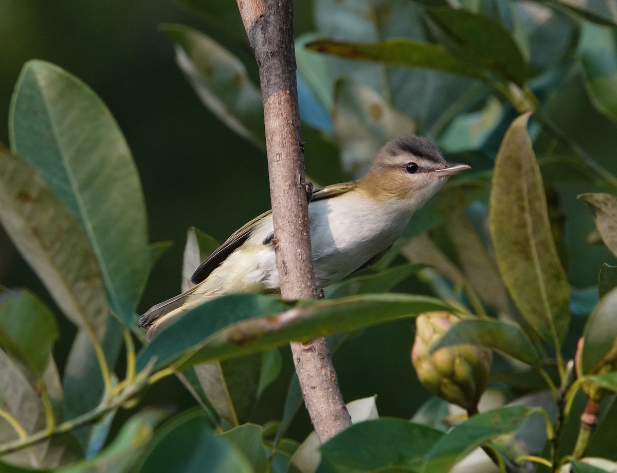 Red-eyed Vireo - ML358217911