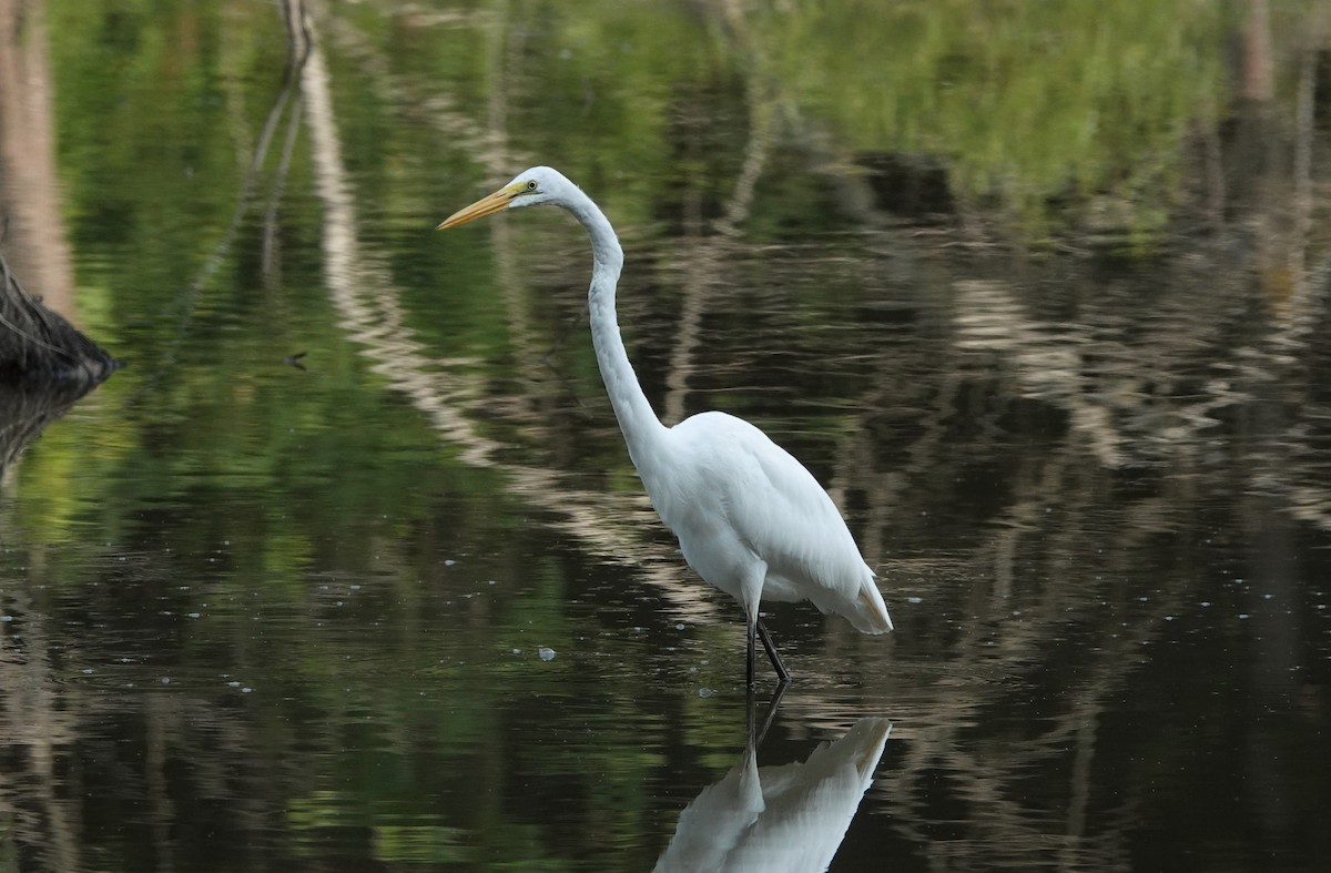 Great Egret - ML358217961