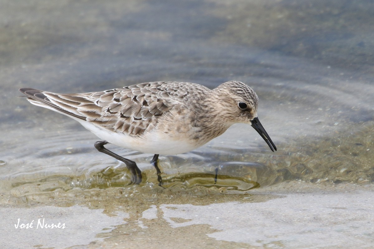 Baird's Sandpiper - José Nunes