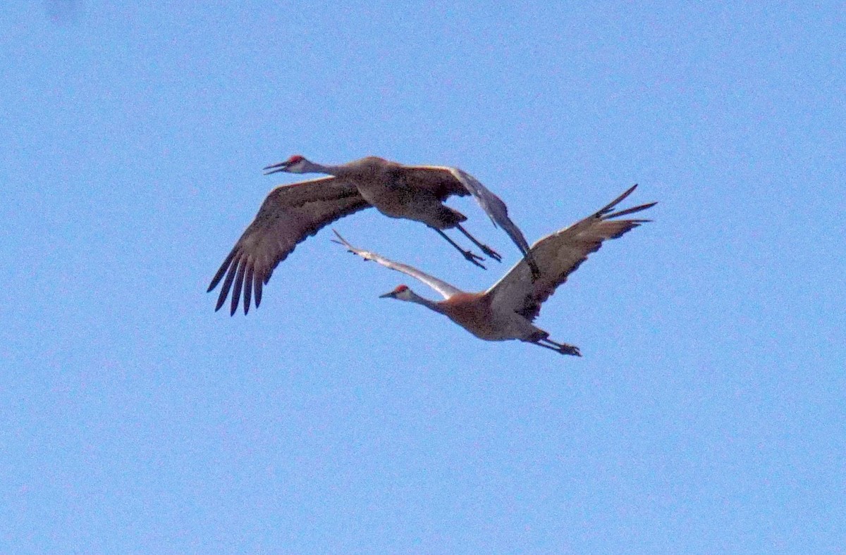 Sandhill Crane - Dennis Mersky