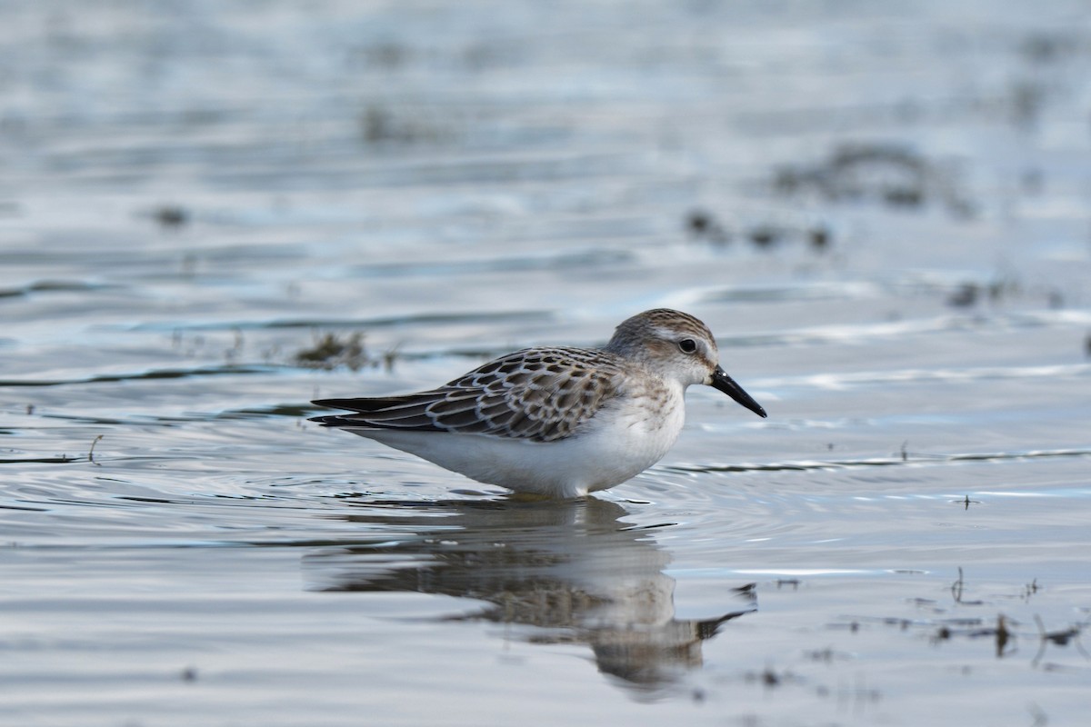 Semipalmated Sandpiper - ML35822161