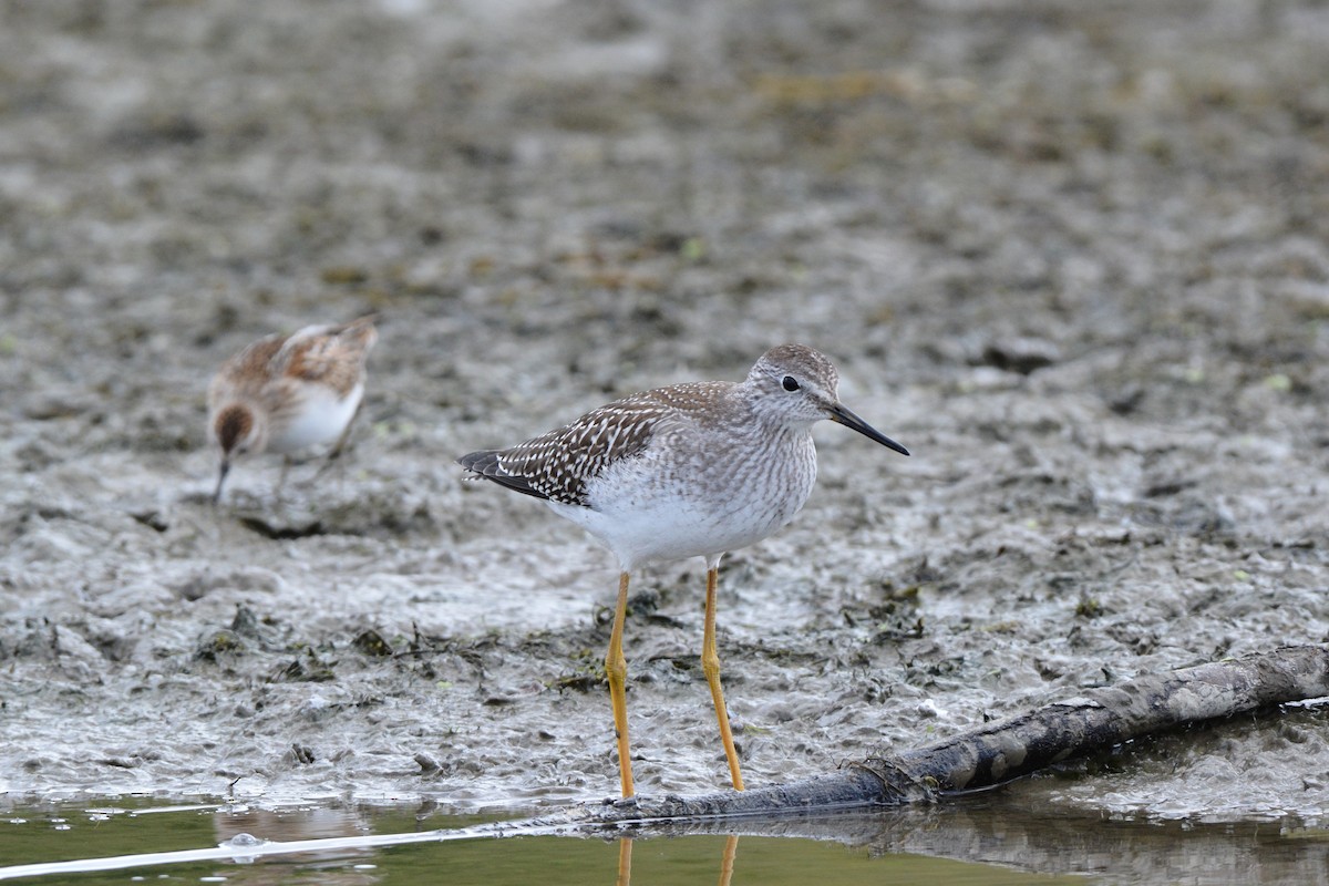 Lesser Yellowlegs - ML35822261