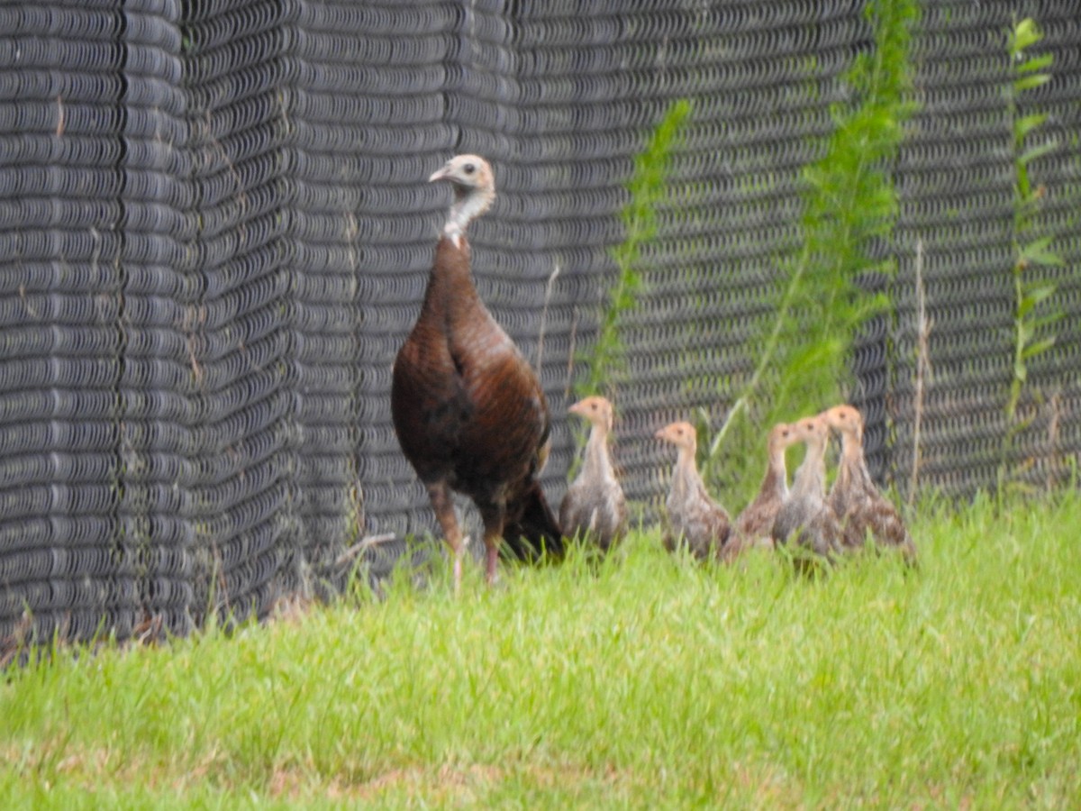 Wild Turkey - ML358222661