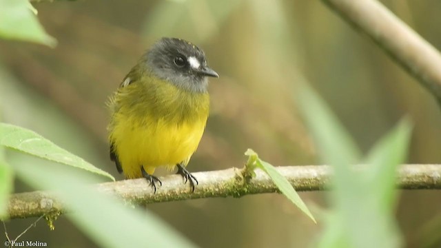 Ornate Flycatcher - ML358222771