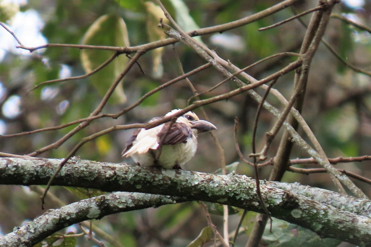 Weißkopf-Bartvogel (senex) - ML358222831