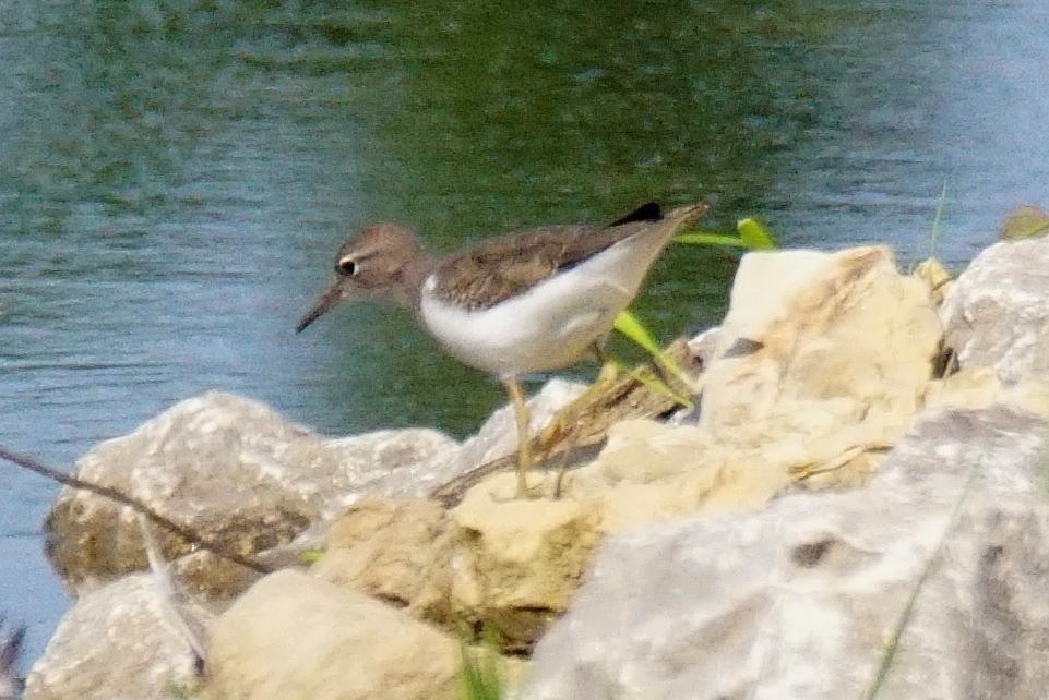 Spotted Sandpiper - ML358223001