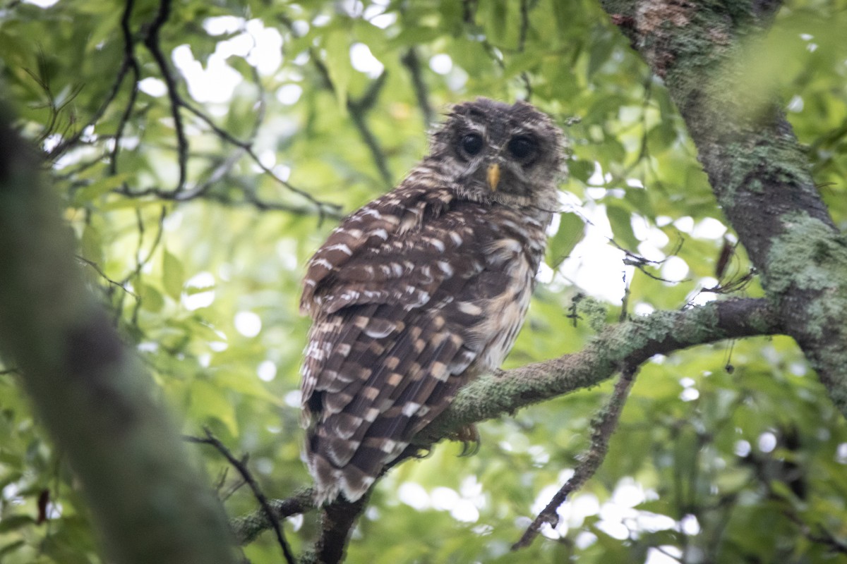 Сова неоарктична - ML358223701