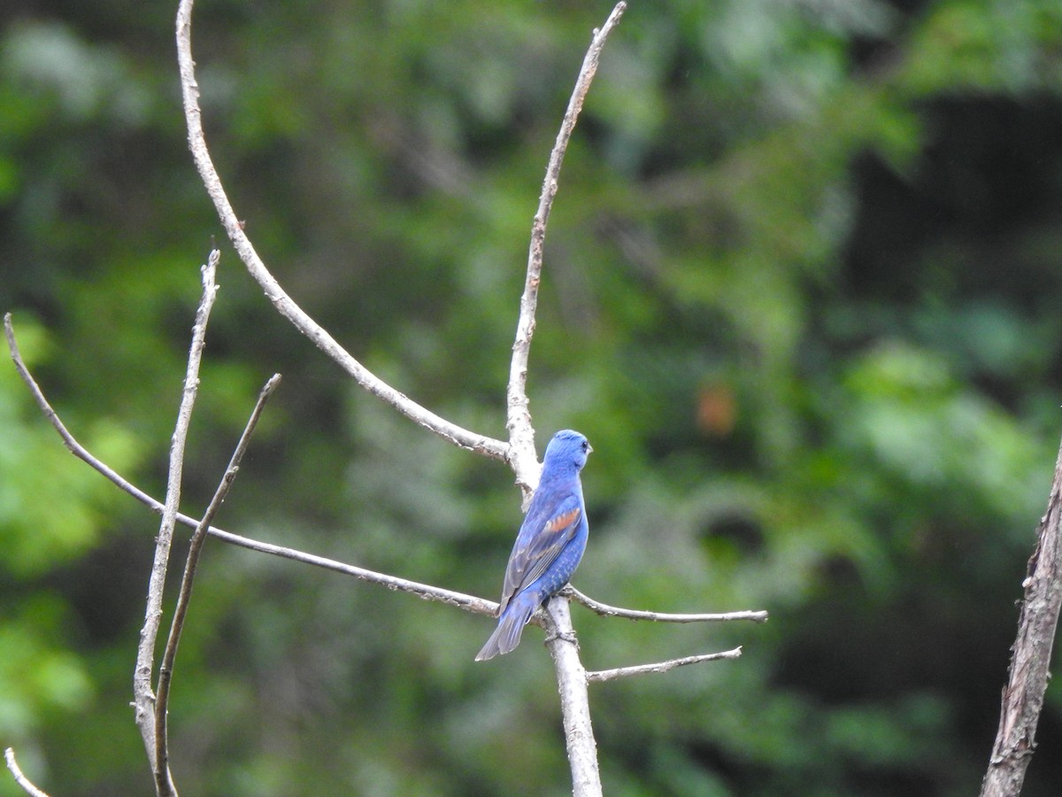 Blue Grosbeak - ML358224381