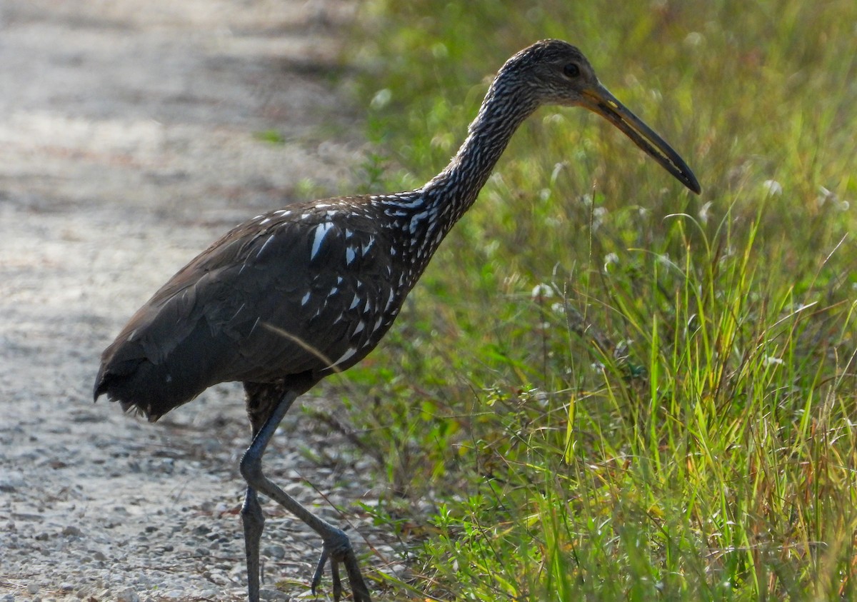 Limpkin - Pam Rasmussen