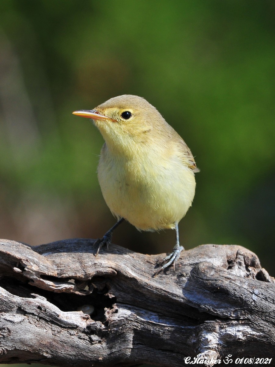 Melodious Warbler - ML358224401