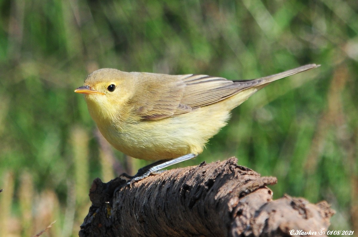 Melodious Warbler - ML358224411